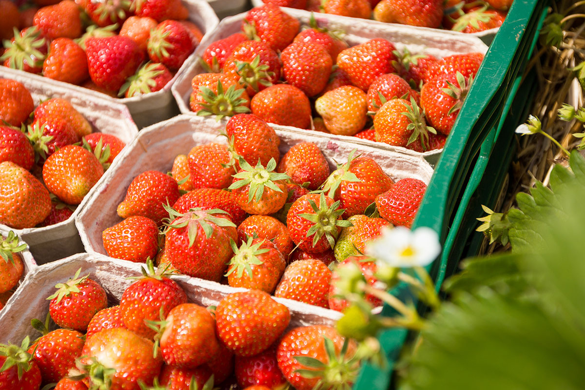 Erdbeeren frisch in Herford
