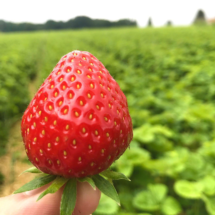 Frische Erdbeeren vom Feld aus Herford