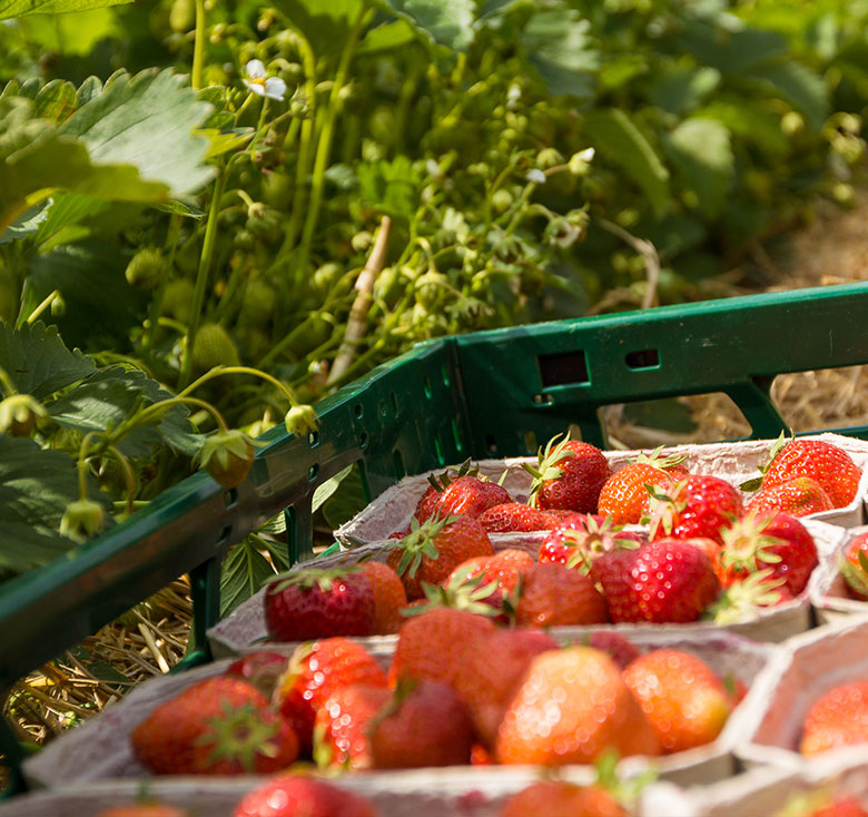 Erdbeeren selber pflücken  in Herford